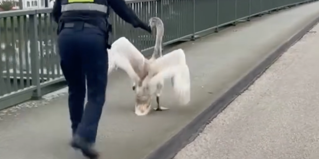 See it: Police officer rescues reluctant swan from side of busy German road